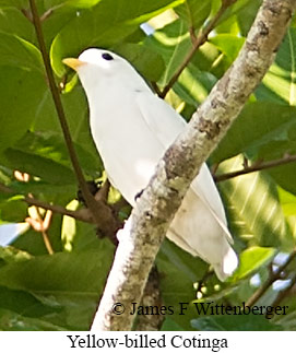 Yellow-billed Cotinga - © James F Wittenberger and Exotic Birding LLC Yellow-billed Cotinga - © James F Wittenberger and Exotic Birding LLC