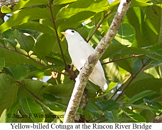 Yellow-billed Cotinga - &copy; James F Wittenberger and Exotic Birding LLC