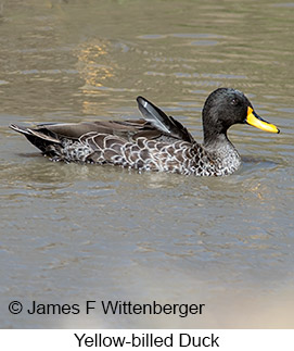 Yellow-billed Duck - &copy; James F Wittenberger and Exotic Birding LLC