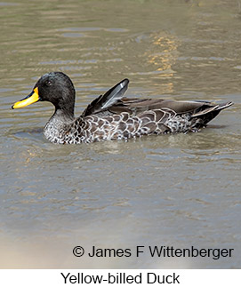 Yellow-billed Duck - © James F Wittenberger and Exotic Birding LLC