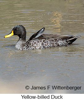 Yellow-billed Duck - © James F Wittenberger and Exotic Birding LLC Yellow-billed Duck - © James F Wittenberger and Exotic Birding LLC