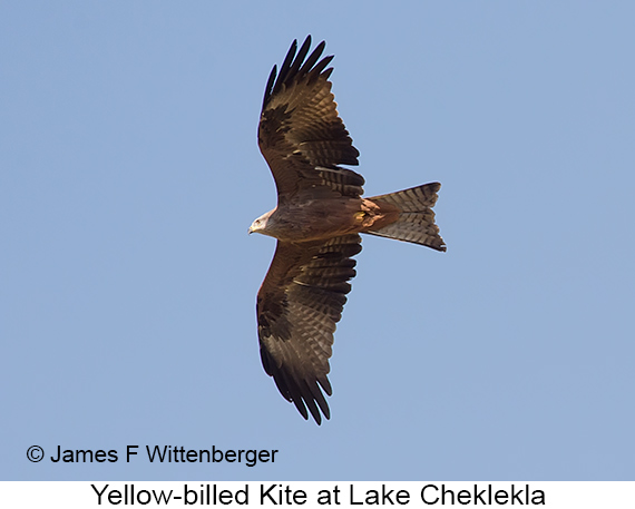 Yellow-billed Kite - © James F Wittenberger and Exotic Birding LLC Yellow-billed Kite - © James F Wittenberger and Exotic Birding LLC
