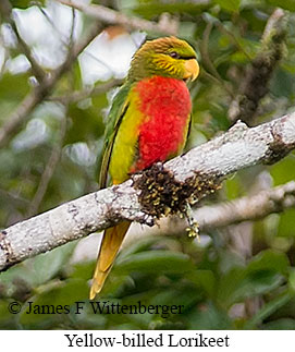 Yellow-billed Lorikeet - © James F Wittenberger and Exotic Birding LLC