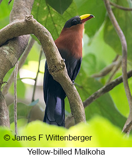 Yellow-billed Malkoha - © James F Wittenberger and Exotic Birding LLC