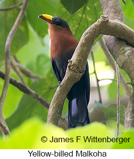 Yellow-billed Malkoha - © James F Wittenberger and Exotic Birding LLC