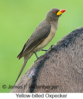 Yellow-billed Oxpecker - © James F Wittenberger and Exotic Birding LLC Yellow-billed Oxpecker - © James F Wittenberger and Exotic Birding LLC