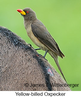 Yellow-billed Oxpecker - © James F Wittenberger and Exotic Birding LLC