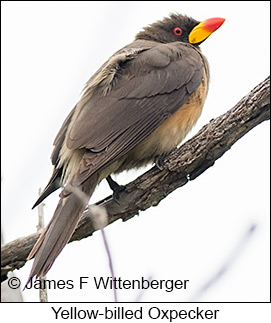 Yellow-billed Oxpecker - © James F Wittenberger and Exotic Birding LLC Yellow-billed Oxpecker - © James F Wittenberger and Exotic Birding LLC
