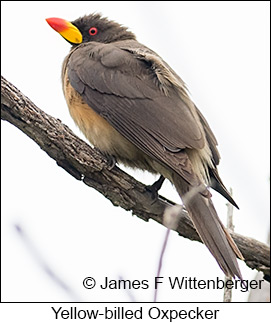 Yellow-billed Oxpecker - © James F Wittenberger and Exotic Birding LLC