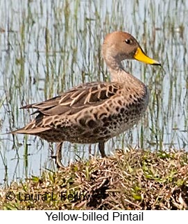 Yellow-billed Pintail - © Laura L Fellows and Exotic Birding LLC