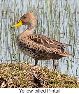 Yellow-billed Pintail - © Laura L Fellows and Exotic Birding LLC