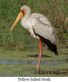 Yellow-billed Stork - © Laura L Fellows and Exotic Birding LLC Yellow-billed Stork - © Laura L Fellows and Exotic Birding LLC