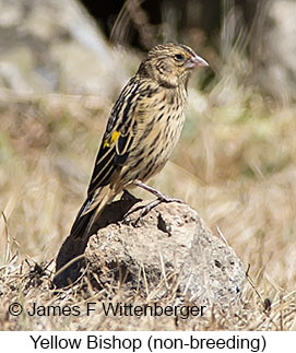 Yellow Bishop - © James F Wittenberger and Exotic Birding LLC Yellow Bishop - © James F Wittenberger and Exotic Birding LLC