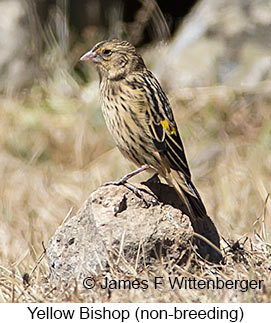 Yellow Bishop - © James F Wittenberger and Exotic Birding LLC