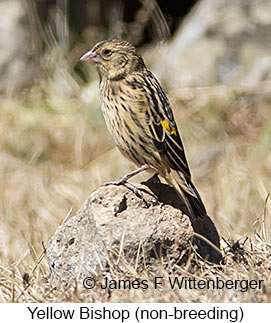 Yellow Bishop - © James F Wittenberger and Exotic Birding LLC Yellow Bishop - © James F Wittenberger and Exotic Birding LLC