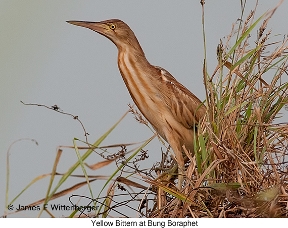 Yellow Bittern - © James F Wittenberger and Exotic Birding LLC