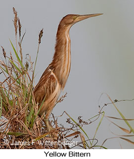 Yellow Bittern - © James F Wittenberger and Exotic Birding LLC Yellow Bittern - © James F Wittenberger and Exotic Birding LLC
