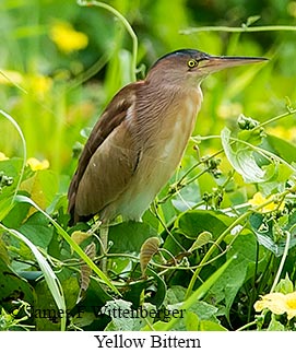 Yellow Bittern - &copy; James F Wittenberger and Exotic Birding LLC