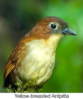 Yellow-breasted Antpitta - © Laura L Fellows and Exotic Birding LLC