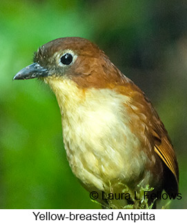 Yellow-breasted Antpitta - © Laura L Fellows and Exotic Birding Tours