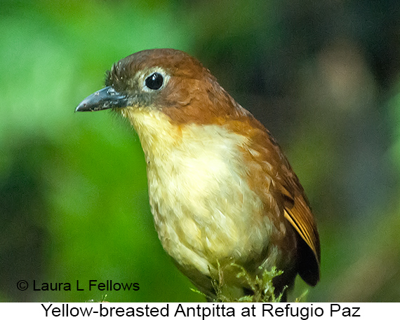 Yellow-breasted Antpitta - © Laura L Fellows and Exotic Birding Tours