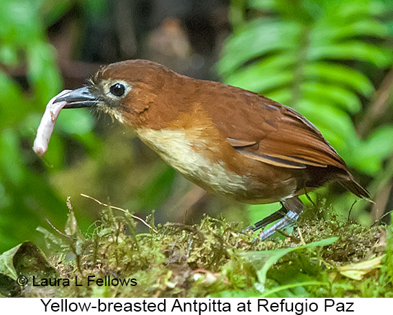 Yellow-breasted Antpitta - © The Photographer and Exotic Birding LLC