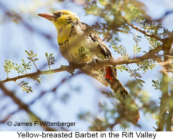 Yellow-breasted Barbet - © James F Wittenberger and Exotic Birding LLC