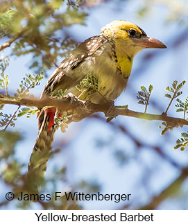 Yellow-breasted Barbet - © James F Wittenberger and Exotic Birding LLC