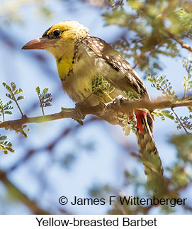 Yellow-breasted Barbet - © James F Wittenberger and Exotic Birding LLC Yellow-breasted Barbet - © James F Wittenberger and Exotic Birding LLC