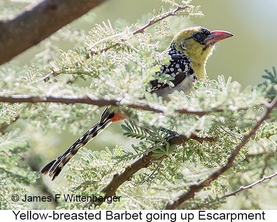 Yellow-breasted Barbet - © James F Wittenberger and Exotic Birding LLC