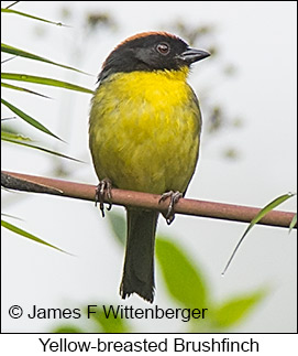 Yellow-breasted Brushfinch - © James F Wittenberger and Exotic Birding LLC