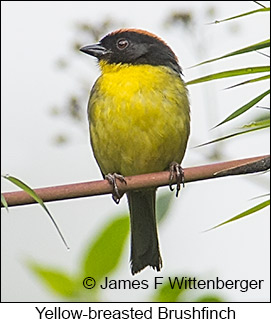 Yellow-breasted Brushfinch - © James F Wittenberger and Exotic Birding LLC