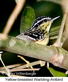 Yellow-breasted Warbling-Antbird - © James F Wittenberger and Exotic Birding LLC