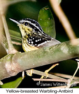 Yellow-breasted Warbling-Antbird - © James F Wittenberger and Exotic Birding LLC