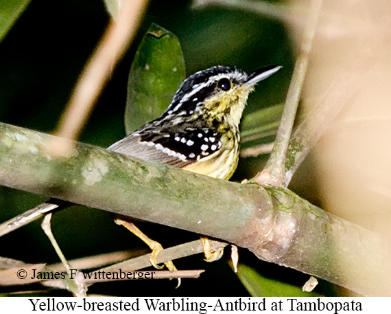 Yellow-breasted Warbling-Antbird - &copy; James F Wittenberger and Exotic Birding LLC