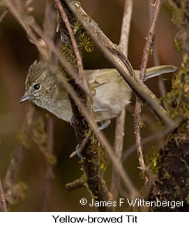 Yellow-browed Tit - © James F Wittenberger and Exotic Birding LLC