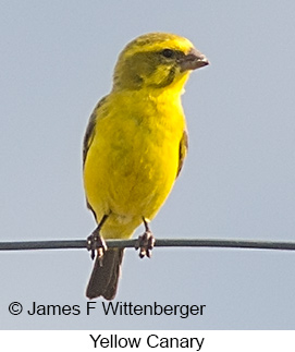 Yellow Canary - © James F Wittenberger and Exotic Birding LLC