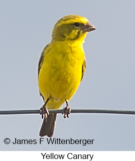 Yellow Canary - © James F Wittenberger and Exotic Birding LLC Yellow Canary - © James F Wittenberger and Exotic Birding LLC