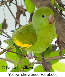 Yellow-chevroned Parakeet - © Laura L Fellows and Exotic Birding LLC