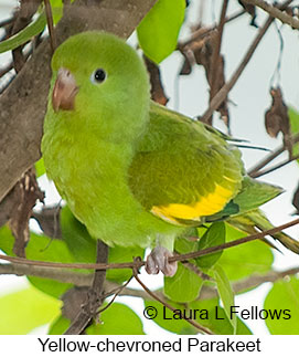 Yellow-chevroned Parakeet - © Laura L Fellows and Exotic Birding LLC