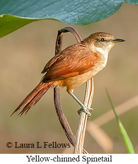 Yellow-chinned Spinetail - © Laura L Fellows and Exotic Birding LLC