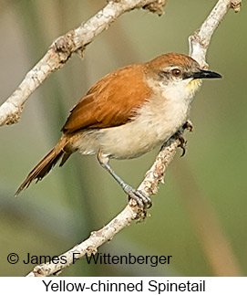 Yellow-chinned Spinetail - © James F Wittenberger and Exotic Birding LLC