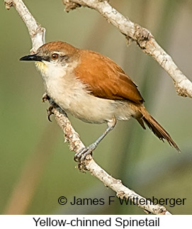 Yellow-chinned Spinetail - © James F Wittenberger and Exotic Birding LLC
