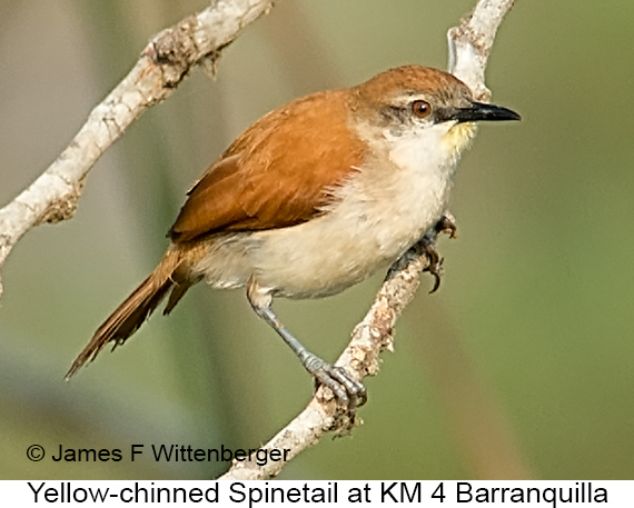 Yellow-chinned Spinetail - © James F Wittenberger and Exotic Birding LLC