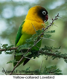 Yellow-collared Lovebird - © James F Wittenberger and Exotic Birding LLC