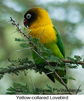 Yellow-collared Lovebird - © James F Wittenberger and Exotic Birding LLC