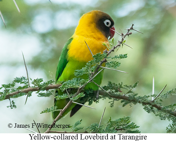 Yellow-collared Lovebird - © James F Wittenberger and Exotic Birding LLC