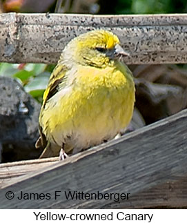 Yellow-crowned Canary - © James F Wittenberger and Exotic Birding LLC