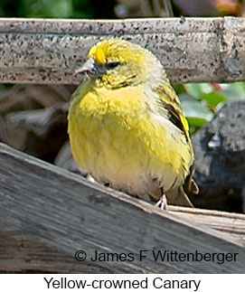 Yellow-crowned Canary - © James F Wittenberger and Exotic Birding LLC
