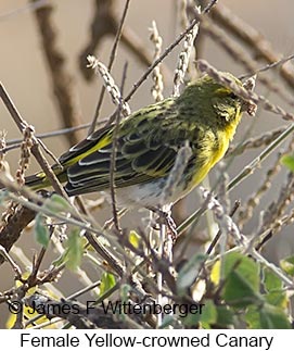 Yellow-crowned Canary - © James F Wittenberger and Exotic Birding LLC